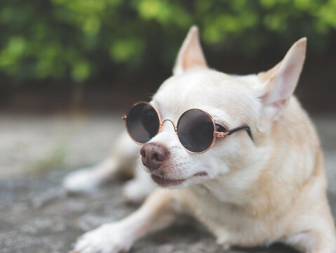 Cute Brown Chihuahua Dog Wearing Sunglasses Lying Down On  Cement Floor In The Garden. Looking Sideway At Camera.