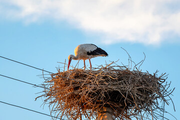 Stork in a nest on a power line pole at sunset. Armenia.