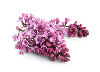 Blooming lilac flowers on white background