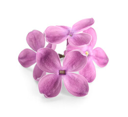 Fototapeta na wymiar Blooming lilac flowers on white background