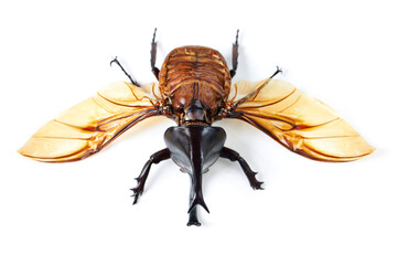 Fly, wings and beetle with horn, white background and isolated studio of bugs for biology, creature and wildlife study. Closeup, five horned rhino insect and entomology details for natural research