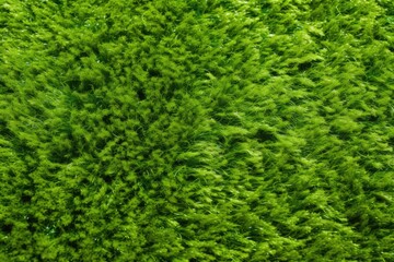 close-up view of a lush green plant with vibrant leaves and intricate details Generative AI