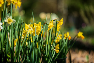 spring flowers in the garden