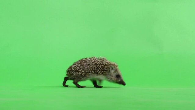 Hedgehog walking in front of a green screen