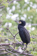 Great Cormorant (Phalacrocorax carbo hanedae) in Japan