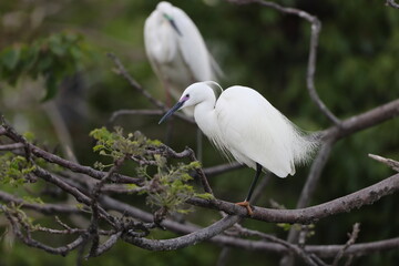 Little egret (Egretta garzetta) in Japan