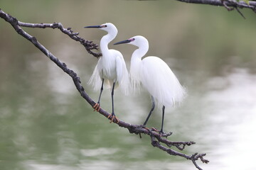 Little egret (Egretta garzetta) in Japan
