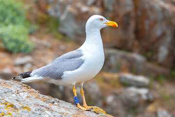 Glarus on the island of Saint Ivan, Black Sea