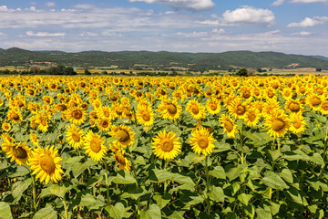 Sunflowers fields in Thrace, Bulgaria