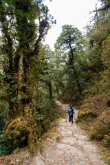 Obraz premium A young traveller trekking on forest trail , Nepal
