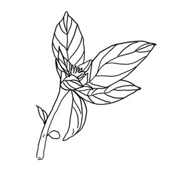 herb sketch set.