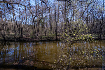 Fototapeta na wymiar Forest river in early spring on a sunny day in the Moscow region