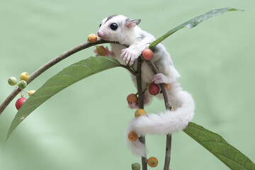 A young sugar gliders are eating strawberries that have fallen to the ground. This mammal has the...