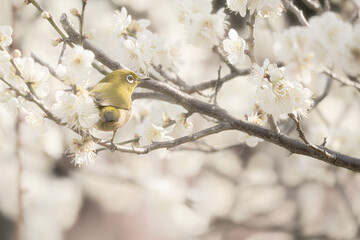 大阪 -【山田池公園の梅とウメジロー】