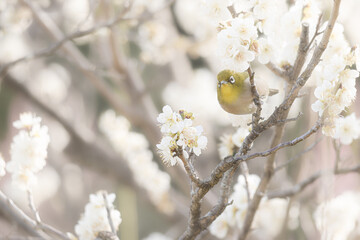大阪 -【山田池公園の梅とウメジロー】