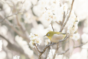 大阪 -【山田池公園の梅とウメジロー】
