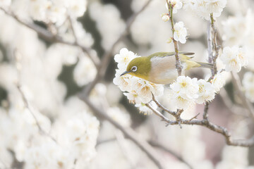 大阪 -【山田池公園の梅とウメジロー】