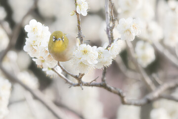 大阪 -【山田池公園の梅とウメジロー】