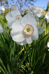 Poet's Daffodil  Actaea is a true heirloom that's perfect for naturalizing. Flowers are pure white with a yellow cup edged in red.
