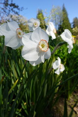 Poet's daffodil hails from central and southern Europe and has widely naturalized in temperate regions.