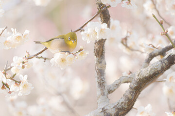 大阪 -【山田池公園の梅とウメジロー】