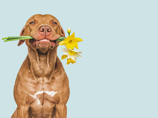 Cute brown puppy and bright flowers. Closeup, indoors. Studio shot. Congratulations for family, relatives, loved ones, friends and colleagues. Pets care concept - obrazy, fototapety, plakaty