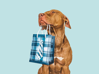 Cute puppy and shopping bag. Sales preparation. Close-up, indoors. Day light, studio shot. Isolated background. Concept of care, education and raising pet