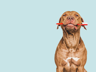 Cute puppy holding toothbrush. Close-up, indoors. Studio shot, isolated background. Concept of care, education, obedience training and raising pets