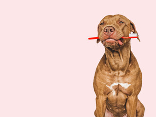 Cute puppy holding toothbrush. Close-up, indoors. Studio shot, isolated background. Concept of...