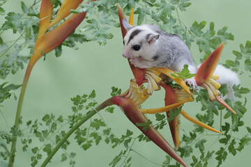 A young mosaic sugar glider eating wild banana flowers. This mammal has the scientific name...