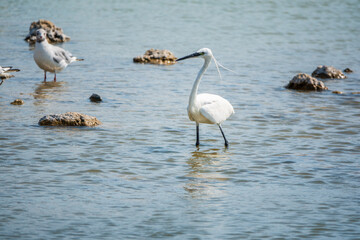 The small white heron or Little egret stands in the lake