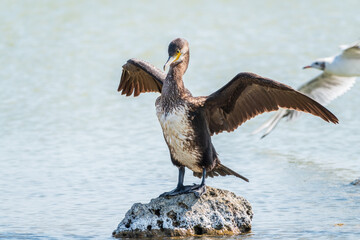 Great cormorant, Phalacrocorax carbo, sits on stone and dries its wings on the wind.