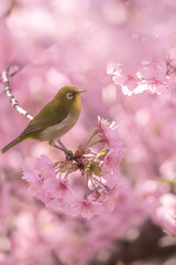 大阪 - 【山田池公園の河津桜とメジロ】