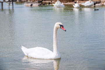 Graceful white Swan swimming in the lake, swans in the wild. Portrait of a white swan swimming on a lake.