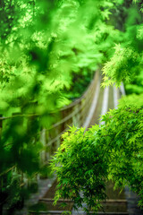 茨城県高萩市　新緑の花貫渓谷　汐見滝吊り橋