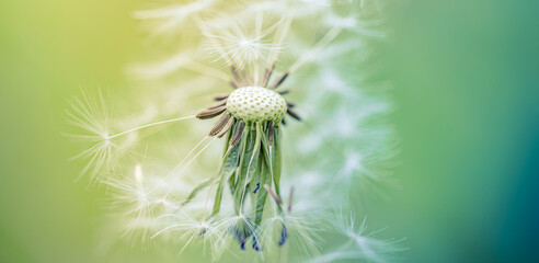 Beautiful nature abstract, soft peaceful morning sunlight, dew drops pastel blue green colors. Inspirational blurred nature closeup natural texture. Spring summer meadow field banner. Beautiful relax