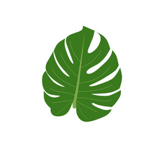 Illustration of monstera leaves  can be used for elements 