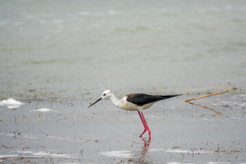 Cute water bird. Black winged Stilt feeding in the lake. Black winged Stilt, or or pied stilt, Himantopus himantopus.