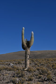 Cactus del Tamarugal, Colchane