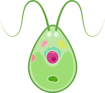 Chlamydomonas science illustration graphic with transparent background