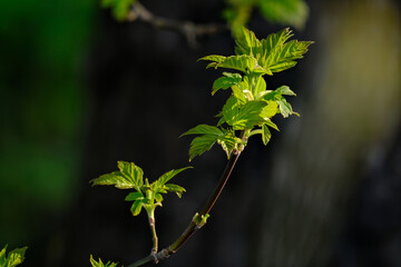 The first leaves in early spring on a sunny day