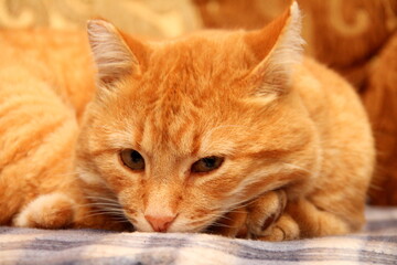 Red cat lies on a plaid blanket on the couch