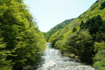 渓流　新緑　若葉　水
