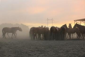 Fototapeta na wymiar A herd of horses in a field runs in the dust at sunset