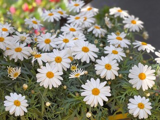Daisy flowers in a garden.