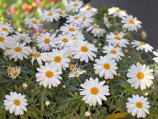 Fototapeta premium Daisy flowers in a garden.