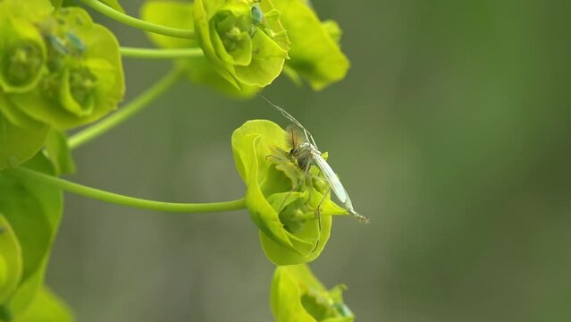 Insect fly mosquito swaying in wind, gnat Midge Chironomidae sitting on yellow flower macro meadow