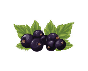 Black currant. A branch with ripe black currant and green leaves. A twig with ripe currant berries. Vector illustration on a white background
