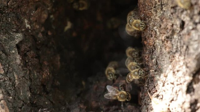 樹木の洞を住み処にして活発に活動している蜜蜂