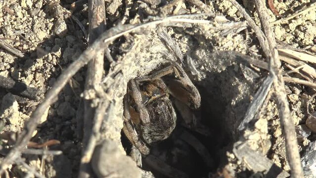 Burrowing wolf spider, large and furry, peeks out of its burrow, waiting for insects to attack. Macro view spider in wildlife